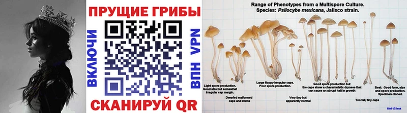 где купить наркоту kraken Галлюциногенные грибы Psilocybine cubensis Муром